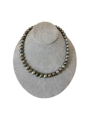 黑蝶南太平洋 品番：tm 4260